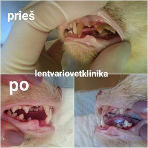 Katės dantų apnašų valymas + dantų poliravimas