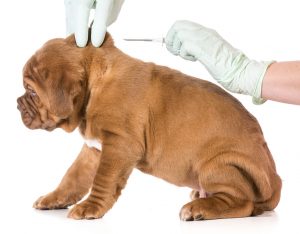 Gyvūnų ženklinimas poodine mikroschema