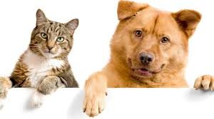 Veterinarijos gydytojo konsultacija