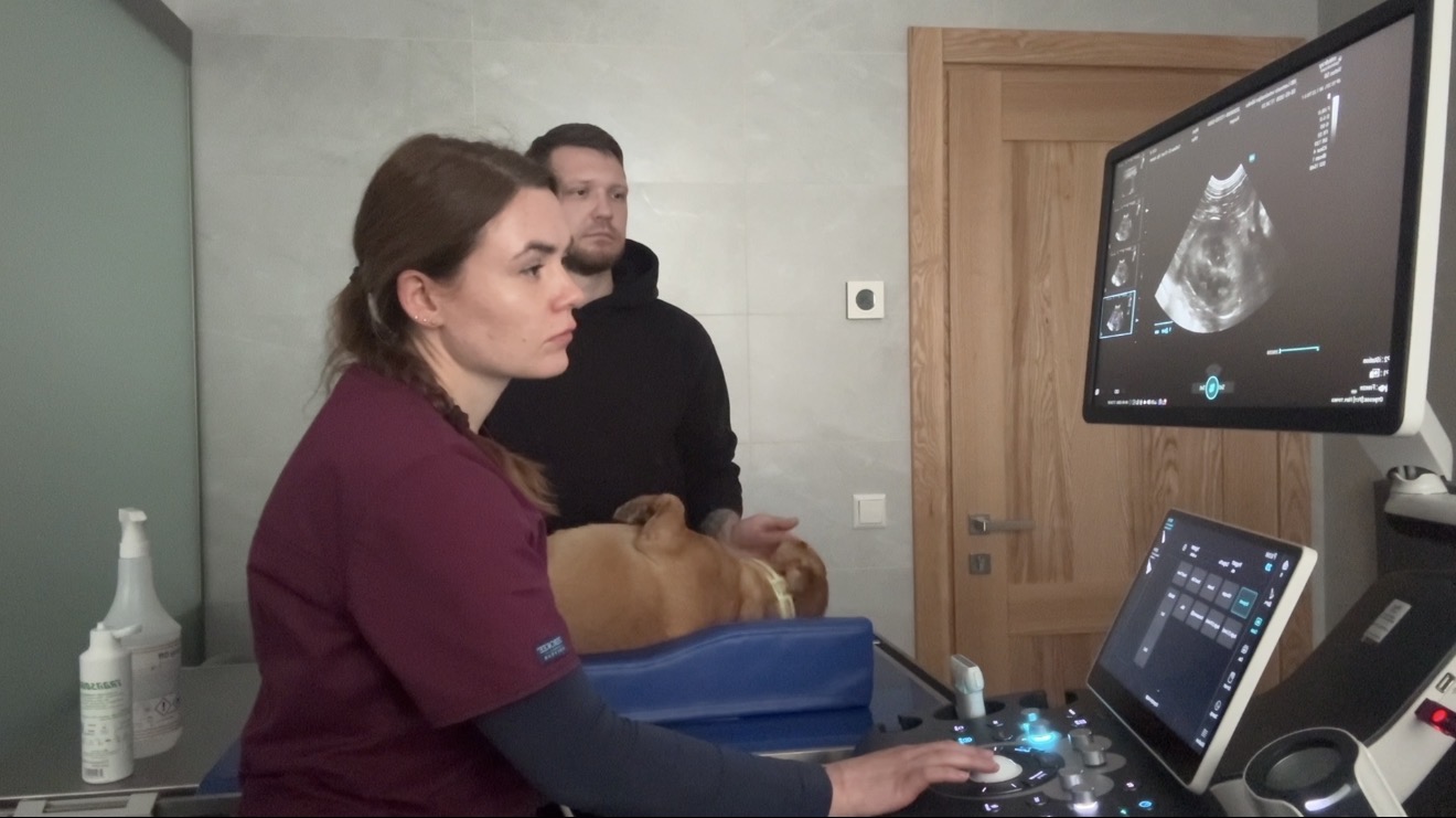 Vidaus organų ultragarsinis tyrimas